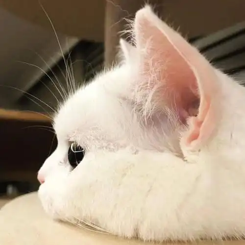 「小动物头像」可爱到冒泡