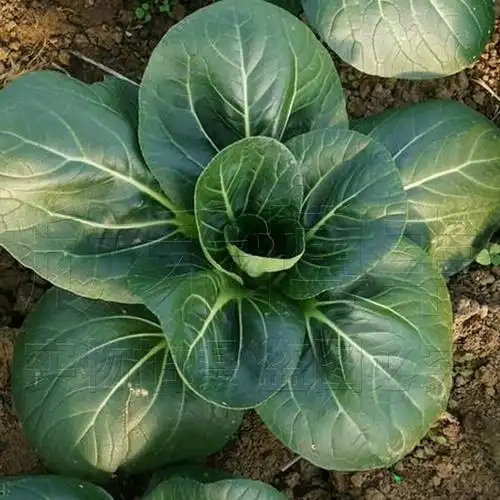 种子阳台青青上海苏州盆栽油菜籽黑叶