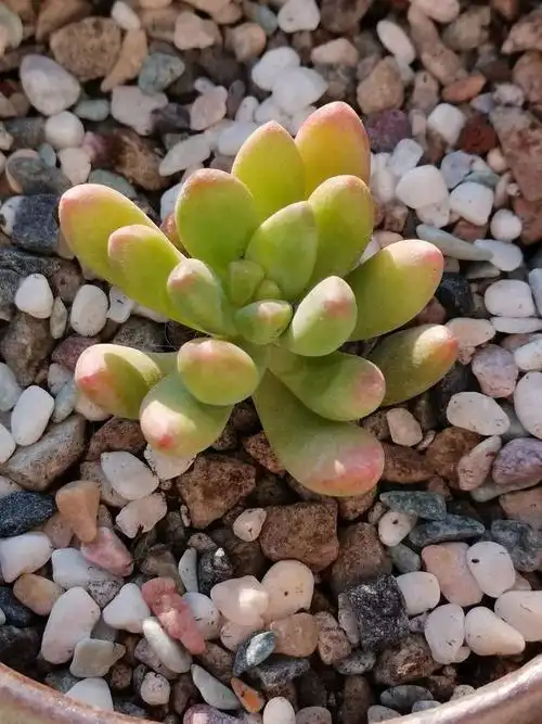 一棵柠檬手指的进化|花青素|小红帽|多肉|女心_网易订阅