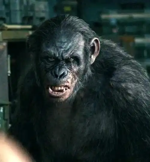 >科巴是电影 a target="_blank" href="/item/《猩球崛起》/10722443"