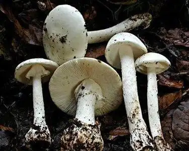 鳞柄白毒鹅膏菌