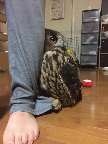 养猫头鹰,其中乐趣不比养猫咪狗狗少!不信你看看