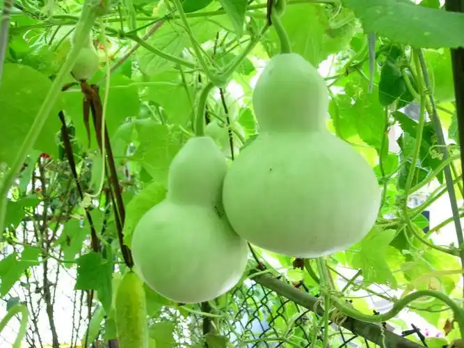 葫芦(植物)_技点百科_技点网(植物)