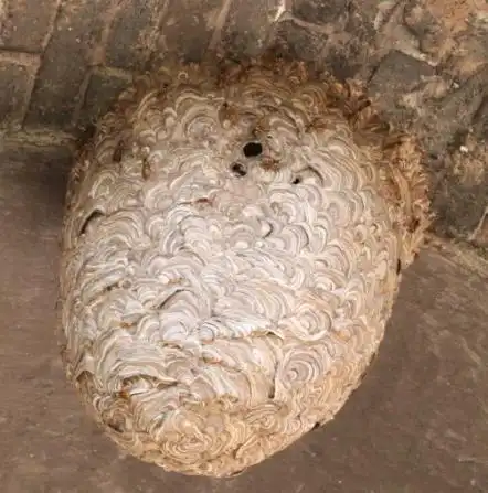 在老家发现一个野生蜜蜂蜂巢 怎么摘下来? 看图