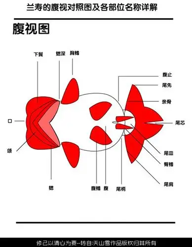 图解区分兰寿国寿日寿泰寿