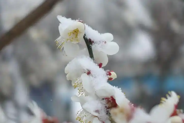 梅花独雪傲,暗自韵香飘.