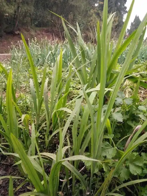 四川叫扒二哥(摸包的小偷)草学名叫什么