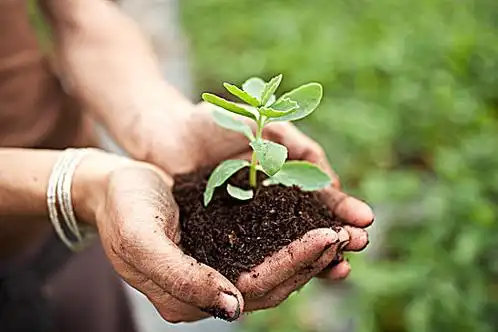 女人,手捧,芽,泥土