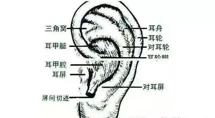 中医养生耳为宗脉之所聚常搓耳朵益处多