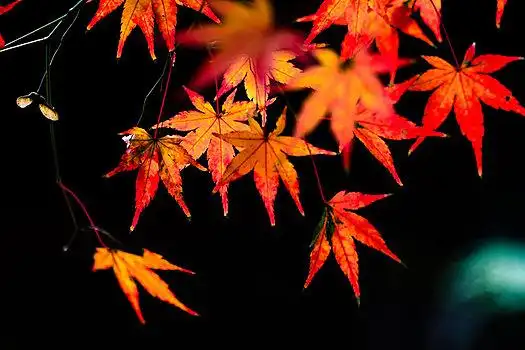 红枫叶