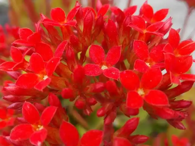 春天花,红色瓣开花宏观摄影 桌布 - 1920x1440