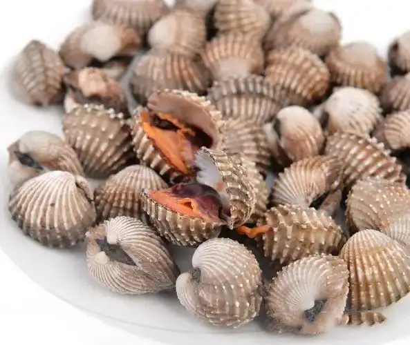 一种入药的贝壳——瓦楞子,它的吃法你知道吗?