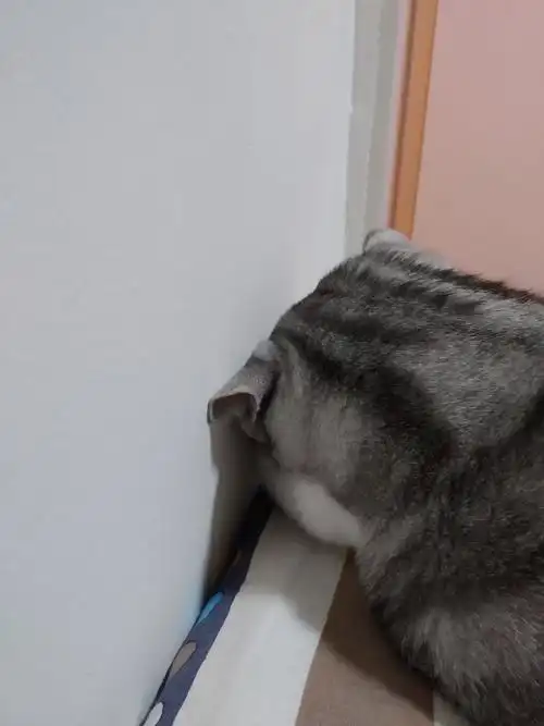 猫:我都面壁了,猫爸你还不原谅我吗?