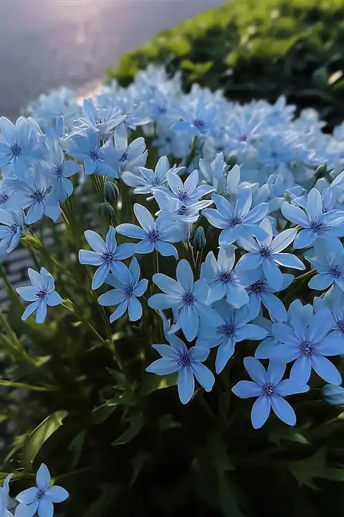 蓝星花  它的花语是:"天上的星星有很多,而我心里只有你"! - 抖音