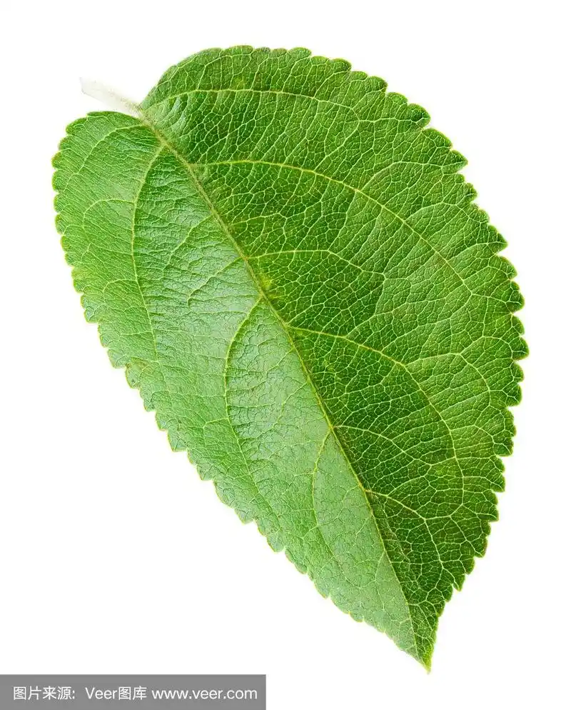 在白色背景上分离的新鲜苹果叶子.