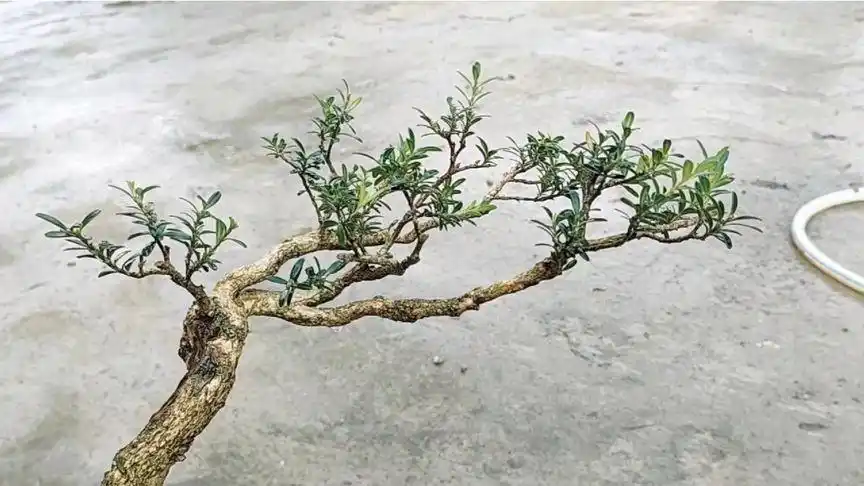 贵州米叶水黄杨