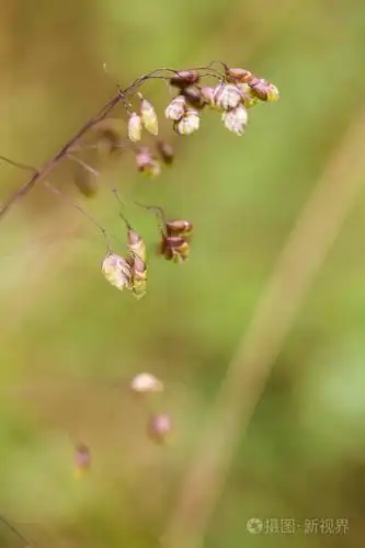 现场特写宏照片浅景深照片-正版商用图片0yuba6-摄图新视界