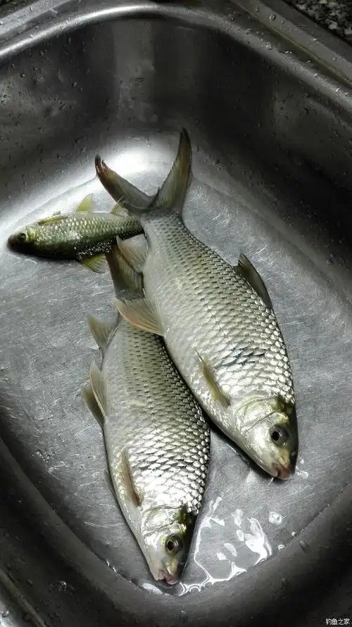 今天又是几条鲮鱼
