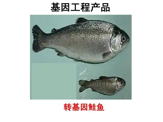 基因工程产品 转基因鲑鱼