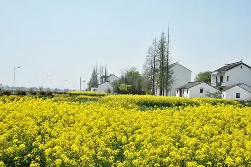 图7:油菜花及其色彩和香味是江南水乡体验的重要组成部分 作者拍摄于