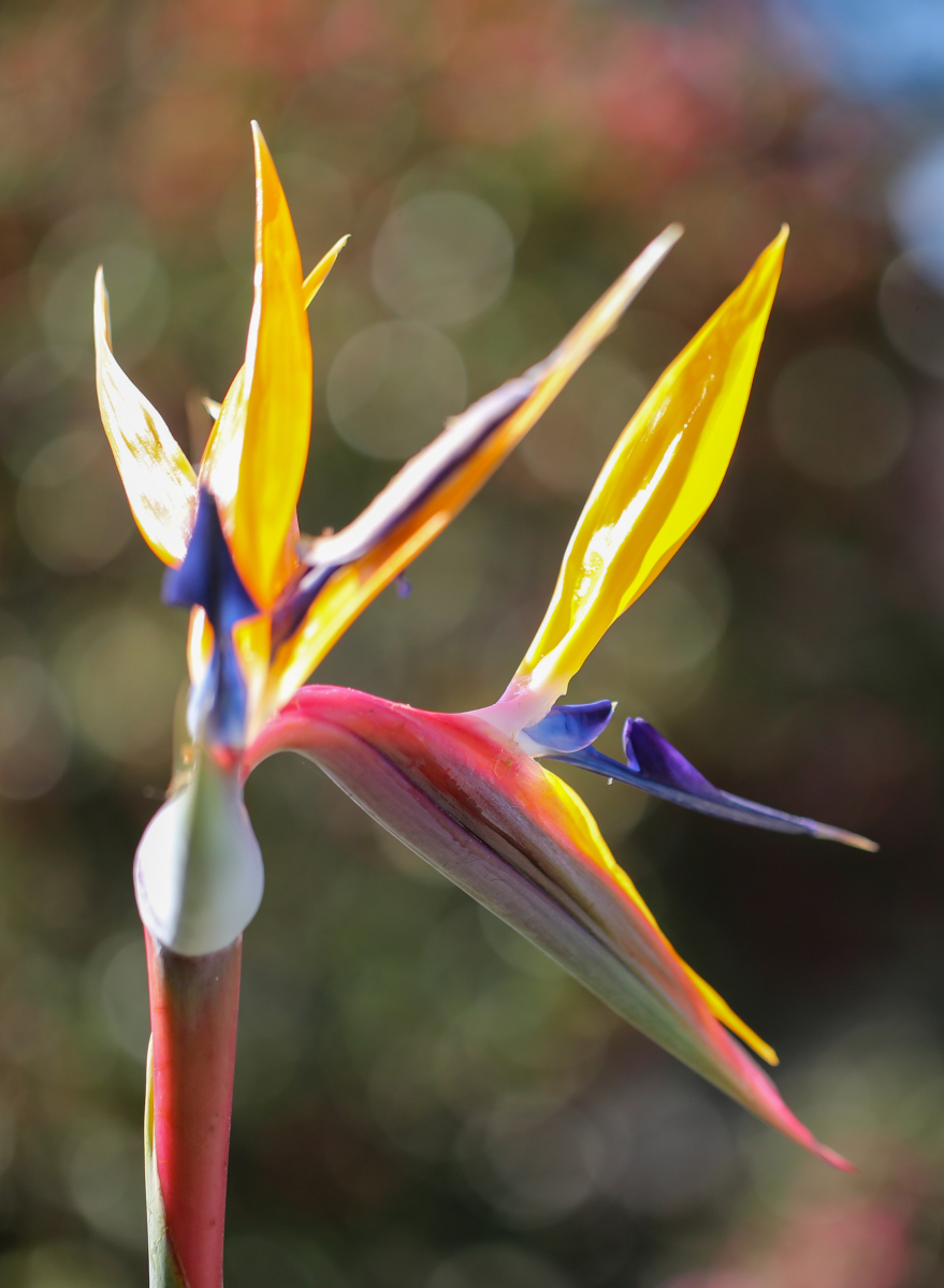 鹤望兰,又称天堂鸟,是一种热带植物,其花语主要包括自由,幸福,吉祥的
