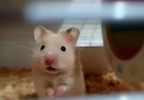 步步一只胆小的金丝熊