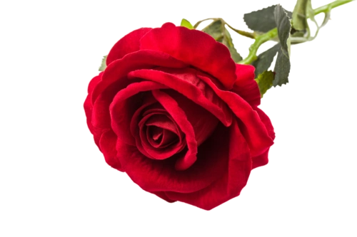 女人节情人节红色玫瑰花装饰花朵