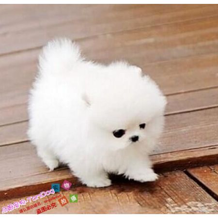 赛级家养纯种博美幼犬袖珍犬迷你狐狸宠物狗可上门挑ce