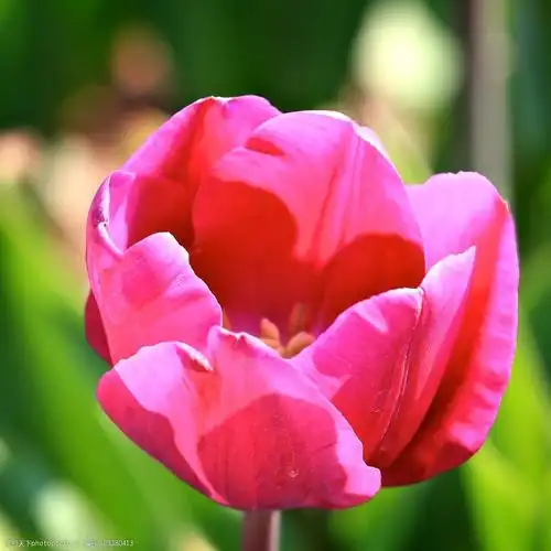 位图植物摄影写实花卉花朵郁金香免费素材