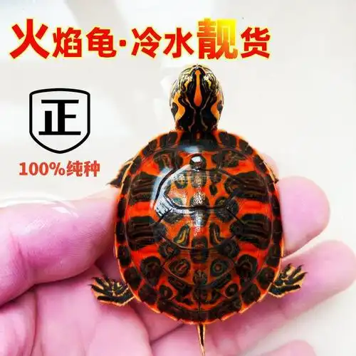 活龟火焰龟红腹宽纹宠物观赏深水杂食鱼缸混养乌龟小额代发热