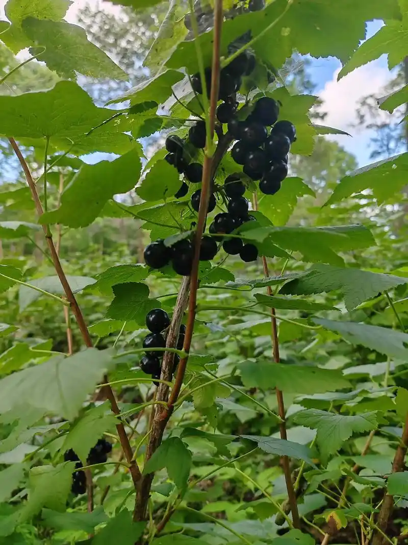 小浆果们都熟了.