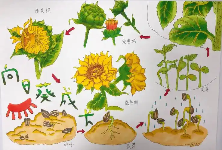 向日葵生长过程图