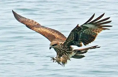 麻鹰俯冲时利爪非常有力.