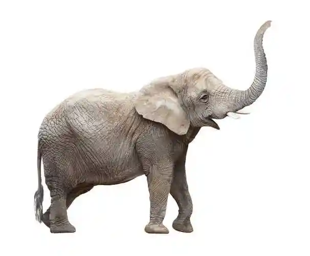 大象在采食野果