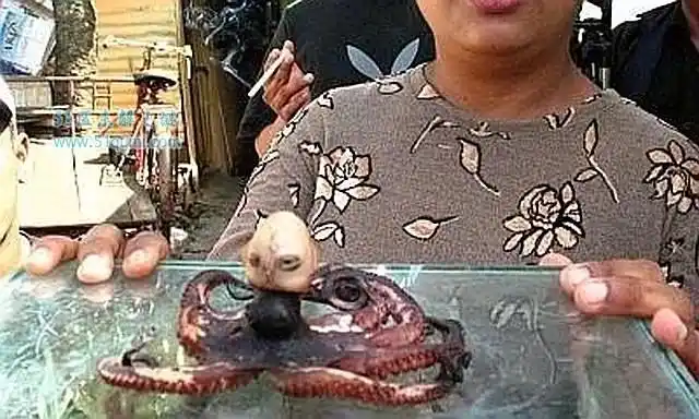 印尼章鱼人发出婴儿恐怖啼哭声 印尼章鱼人是真的吗?