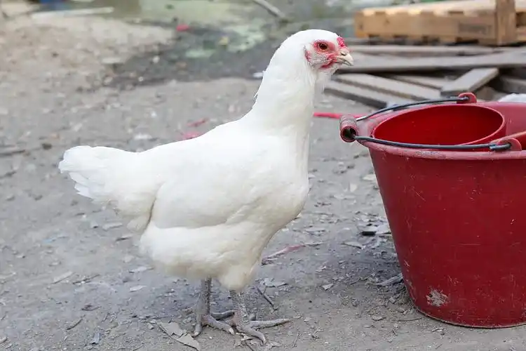 濒临消失的白色峨嵋土鸡