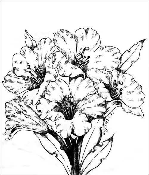 杜鹃花|插画|创作习作|蓝色火焰师_原创作品-站酷zcool