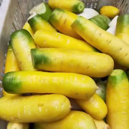 繖形花科(umbelliferae) a target="_blank" href="/item/胡萝卜属