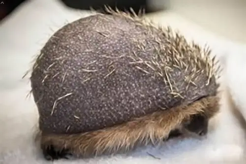 刺猬因压力大秃顶因精力焦虑压力过大