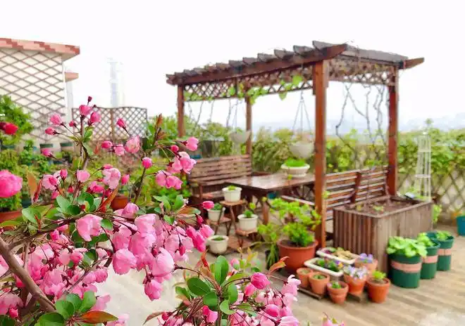 100㎡顶楼露台,一半种花一半种菜,有诗意又有生活,太惬意了|月季花