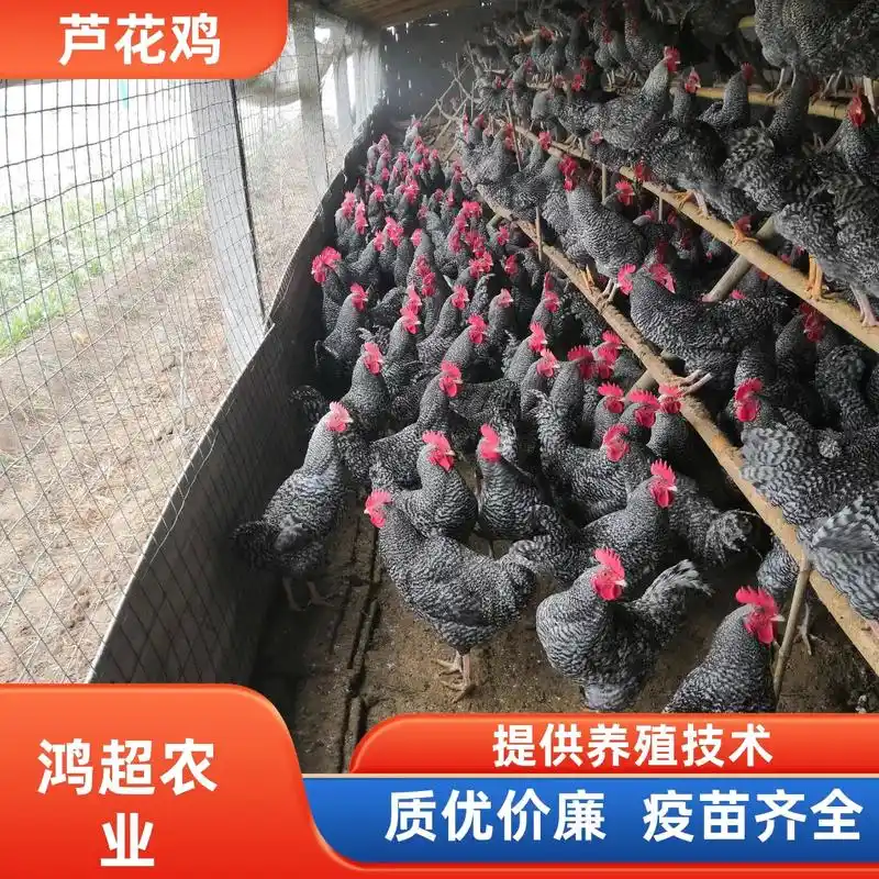 达州市芦花鸡的市场价格一般多少钱.芦花鸡属蛋肉兼用型鸡种.