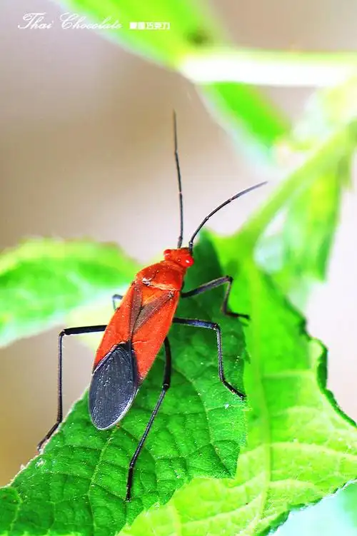 虫虫影集(14)--红蝽(佳能60d)