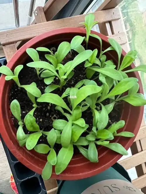 金盏菊的第11天,太阳花的第15天