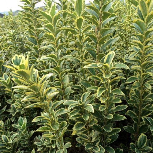 金边黄杨金边冬青银边黄杨卫矛苗四季常青篱笆墙工程绿化耐寒植物