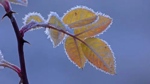 简约植物锁屏高清电脑桌面壁纸,植物壁纸,唯美,大自然,高清,清新,自然