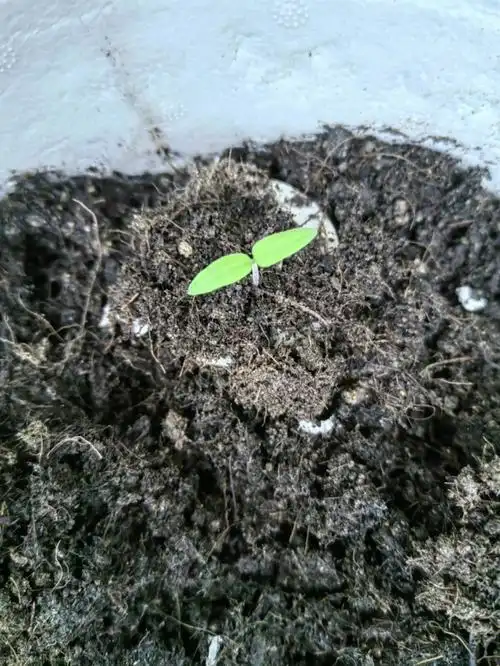 发芽三天的小番茄苗