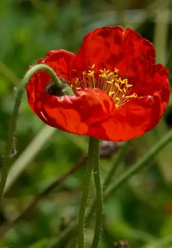 写美篇(1)虞美人——罂粟科,罂粟属  别名:蝴蝶满园春 ,锦被花 ,丽春