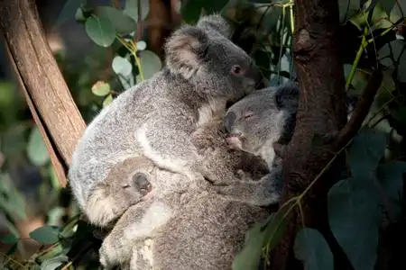 在桉树上的考拉乔伊考拉在树上拥抱在一起照片