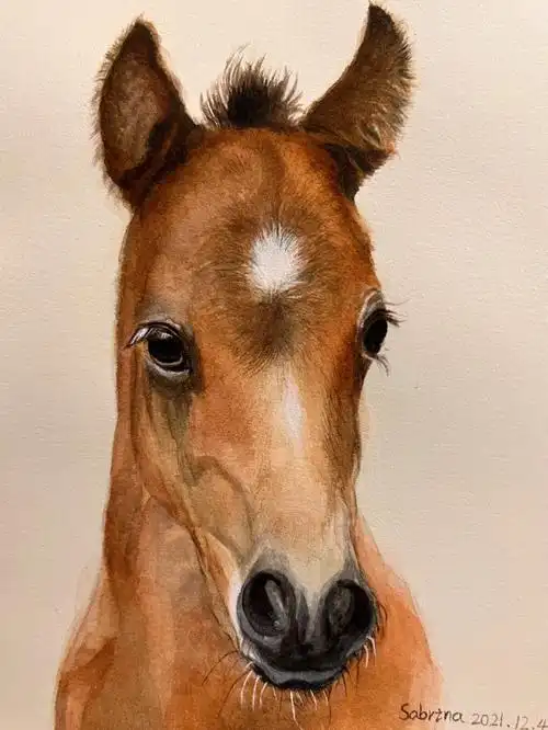 水彩动物今日水彩画练习小马驹