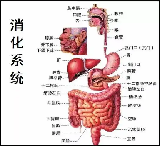 【科普】从食物吃进体内,到消化完,变成粪便排出,过程要多久?_腾讯新